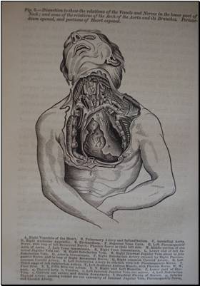 anatomy of the human body