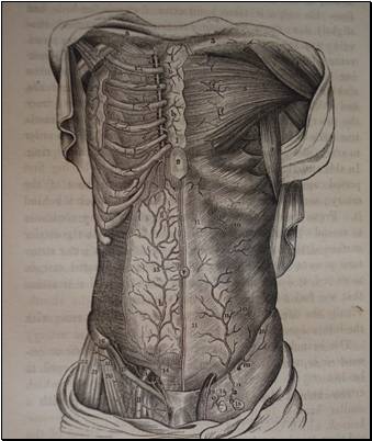 surgical anatomy